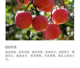免费吃瓜苹果  第3张