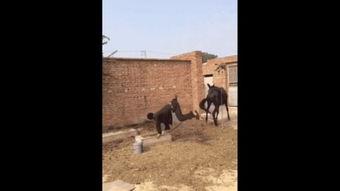 人与驴在线观看,一场跨越时空的奇妙邂逅 第3张 人与驴在线观看,一场跨越时空的奇妙邂逅 第3张