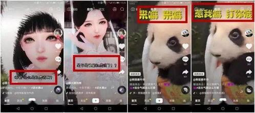 猪食记被爆料视频,揭秘真实后厨幕后黑幕
