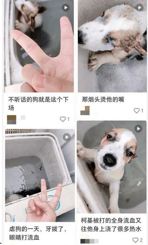 猪食记被爆料视频,揭秘真实后厨幕后黑幕  第3张