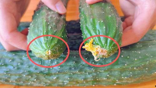 最新黄瓜爆料视频大全集,揭秘幕后真相与精彩瞬间  第2张