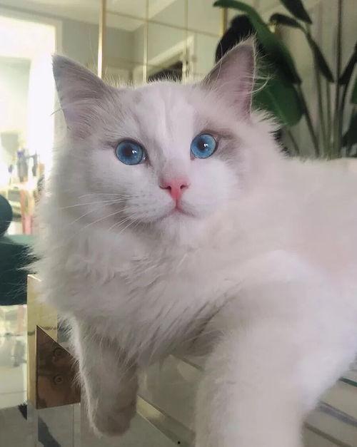 吉林猫贩子爆料视频大全,揭露猫贩子黑幕