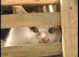 吉林猫贩子爆料视频大全,揭露猫贩子黑幕 第2张 吉林猫贩子爆料视频大全,揭露猫贩子黑幕 第2张