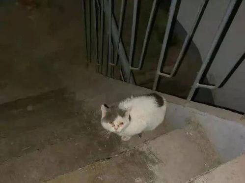 吉林猫贩子爆料视频大全,揭露猫贩子黑幕 第3张 吉林猫贩子爆料视频大全,揭露猫贩子黑幕 第3张