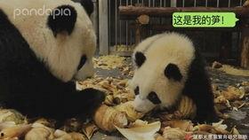 神秘人爆料熊猫视频,熊猫视频背后的惊人真相