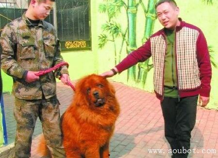藏獒先生爆料视频大全最新,揭秘视频大全背后的惊人真相  第2张