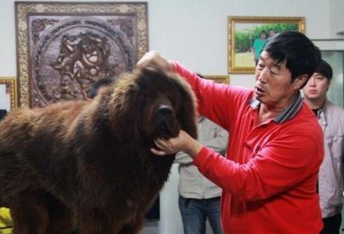 藏獒先生爆料视频大全最新,揭秘视频大全背后的惊人真相  第3张