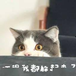 爆料泰国肥猫视频大全集,视频大全集趣味回顾  第2张