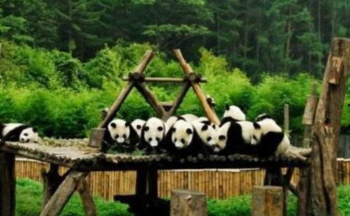 大鹏爆料动物园视频大全,动物园幕后趣事视频大盘点