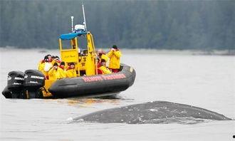 在线观看觅食区,跟随觅食区，解锁自然美食之旅