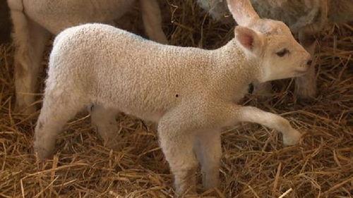 小羊妈妈爆料视频播放全集,真实事件背后的惊人真相