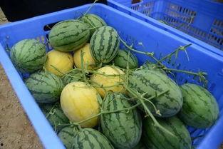 昭通网红吃瓜群微信,揭秘网络社交圈的趣味与争议 第2张 昭通网红吃瓜群微信,揭秘网络社交圈的趣味与争议 第2张